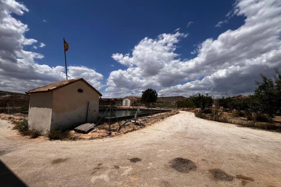 Weiterverkauf / Strand - c - Elche pedanias - TORRELLANO