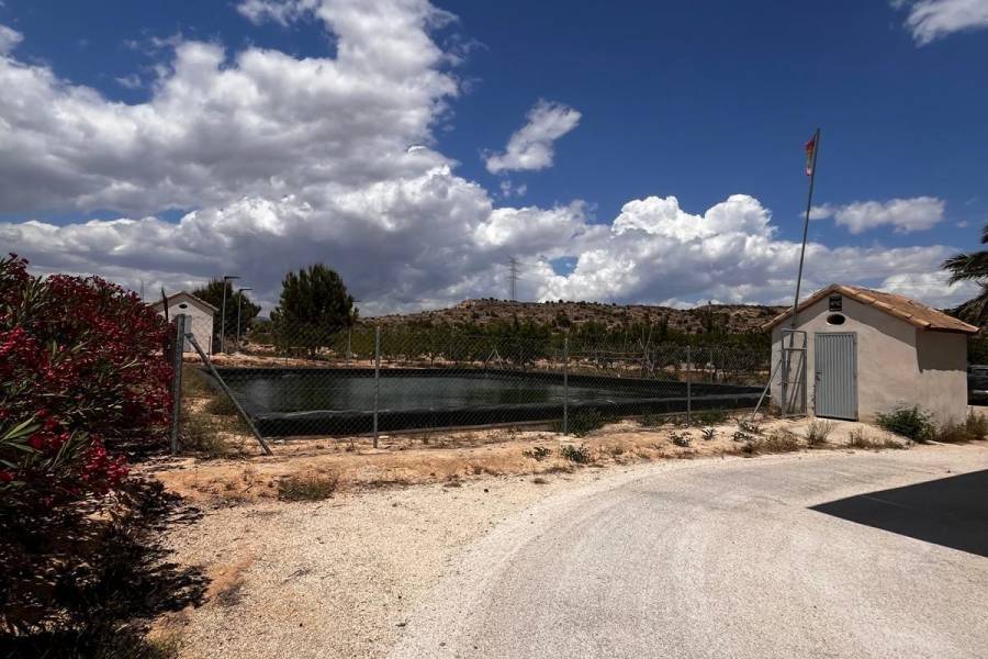 Weiterverkauf / Strand - c - Elche pedanias - TORRELLANO