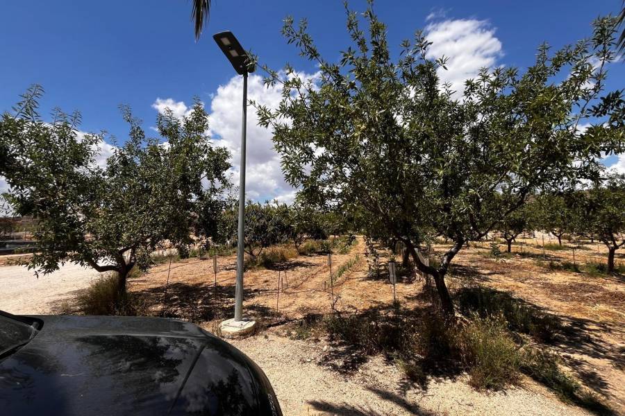 Weiterverkauf / Strand - c - Elche pedanias - TORRELLANO