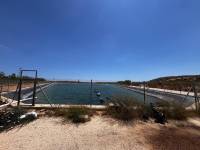 Weiterverkauf / Strand - c - Elche pedanias - TORRELLANO