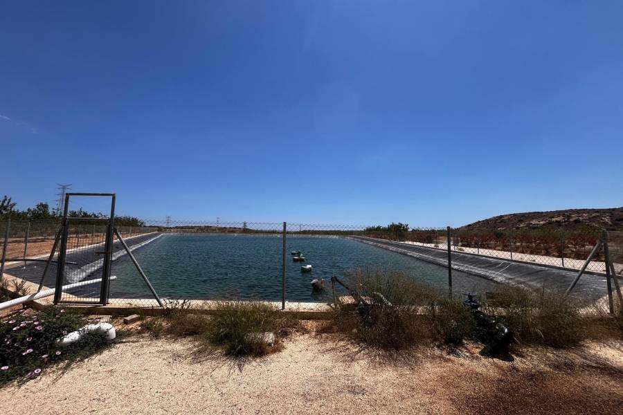 Weiterverkauf / Strand - c - Elche pedanias - TORRELLANO