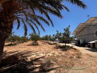 Weiterverkauf / Strand - c - Elche pedanias - TORRELLANO