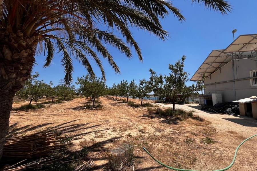 Weiterverkauf / Strand - c - Elche pedanias - TORRELLANO