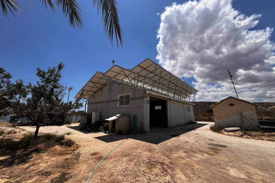 Weiterverkauf / Strand - c - Elche pedanias - TORRELLANO