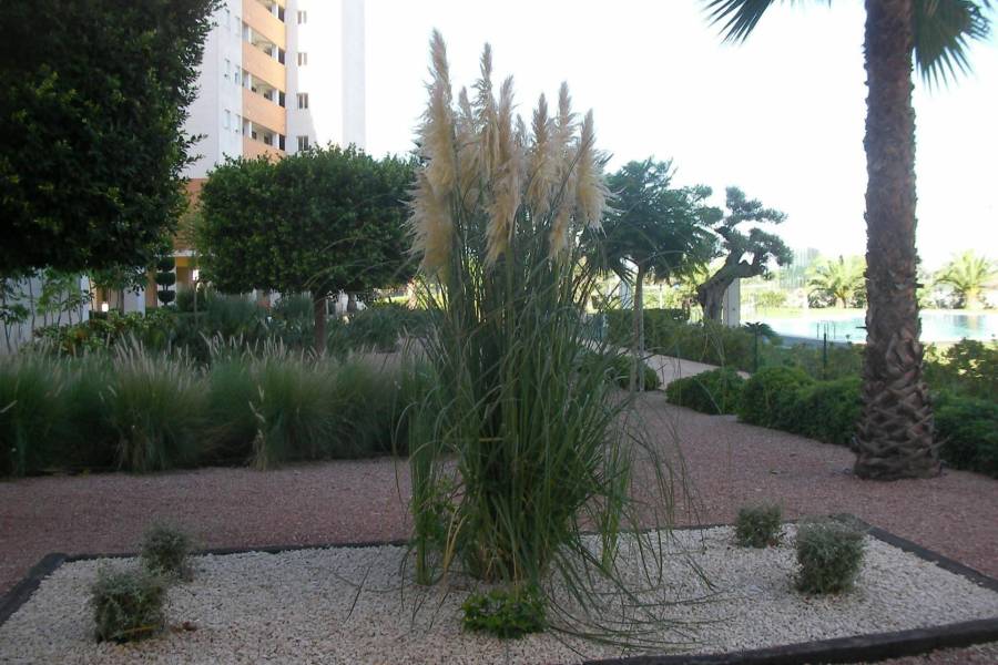 Återförsäljning / Strand - A - Guardamar del Segura - Puerto Deportivo