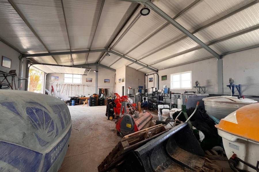 Weiterverkauf / Strand - c - Elche pedanias - TORRELLANO