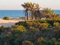 Playa/Reventa - F - Guardamar del Segura - las dunas