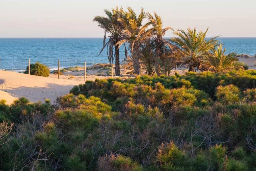 Playa/Reventa - F - Guardamar del Segura - las dunas