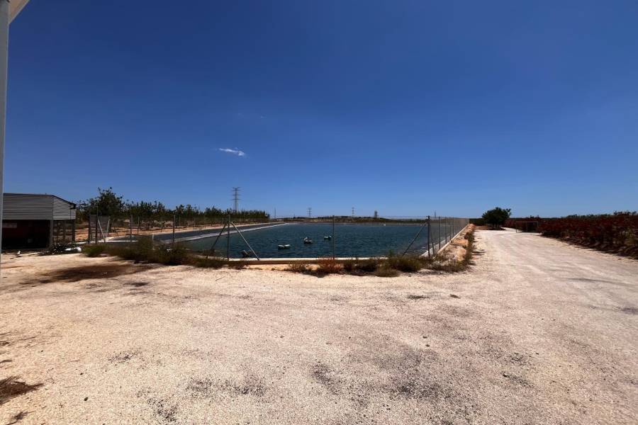 Weiterverkauf / Strand - c - Elche pedanias - TORRELLANO