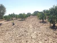 Occasion - Terrains - COX - Residencial San Fernando