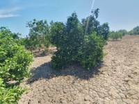 Occasion - Terrains - COX - Residencial San Fernando