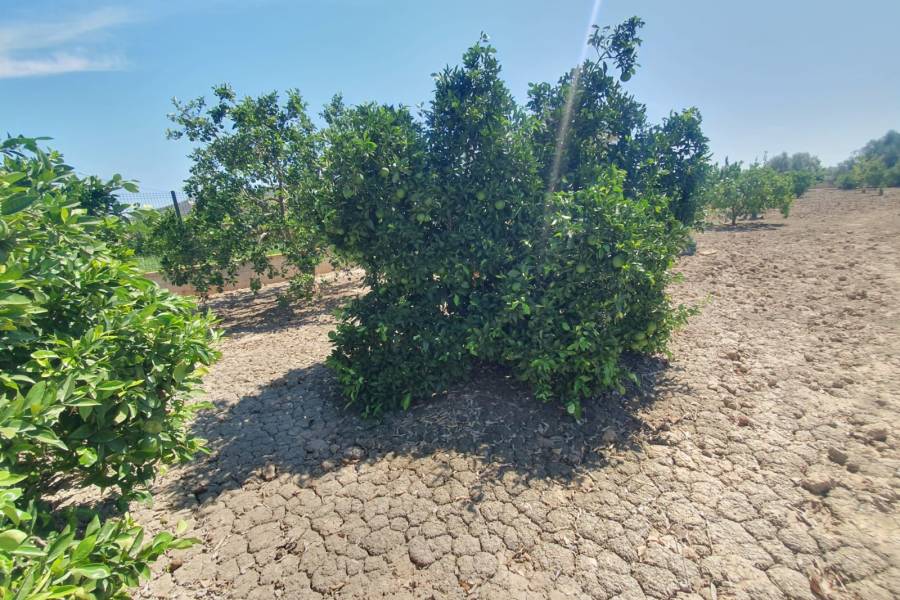 Occasion - Terrains - COX - Residencial San Fernando