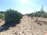 Occasion - Terrains - COX - Residencial San Fernando